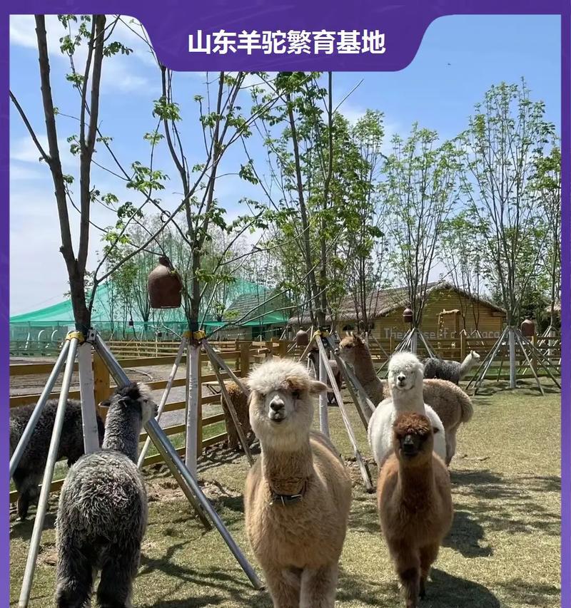 羊驼的专用饮食工具如何正确使用？