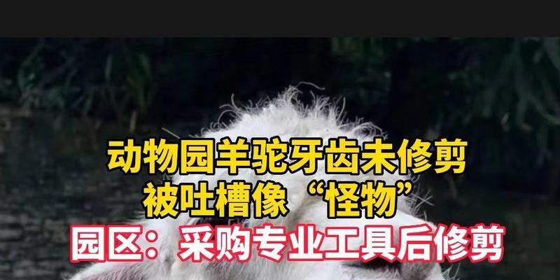 羊驼牙齿过长应如何处理？