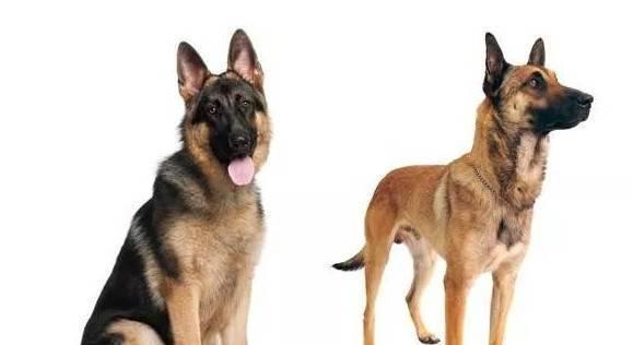 马犬和德牧混血多少钱一只？价格范围是多少？