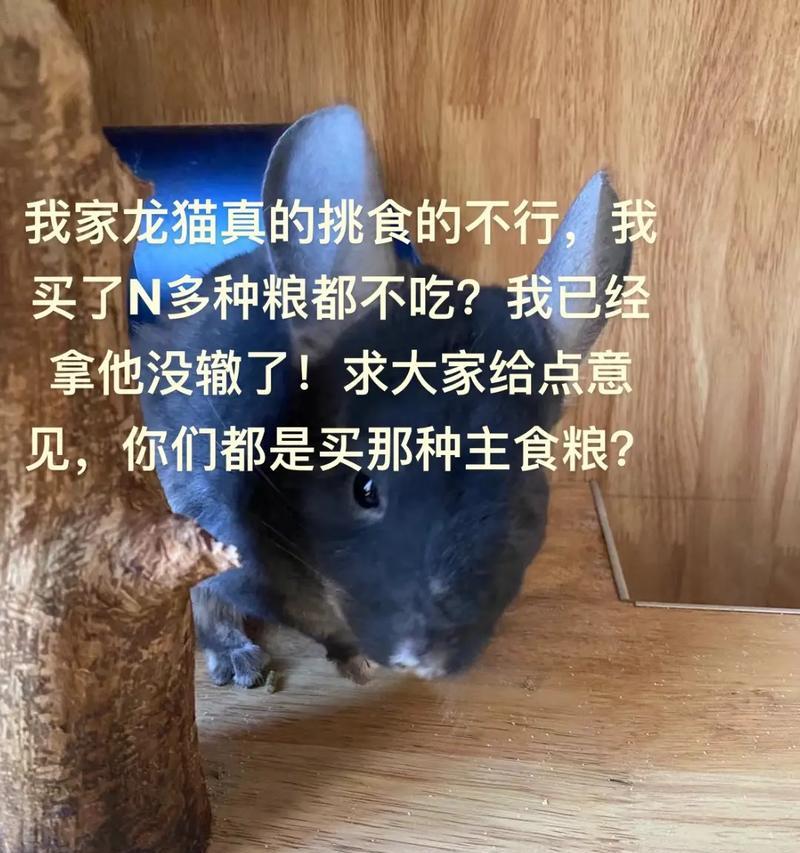 龙猫的主粮与辅粮搭配建议是什么？正确的喂食比例？