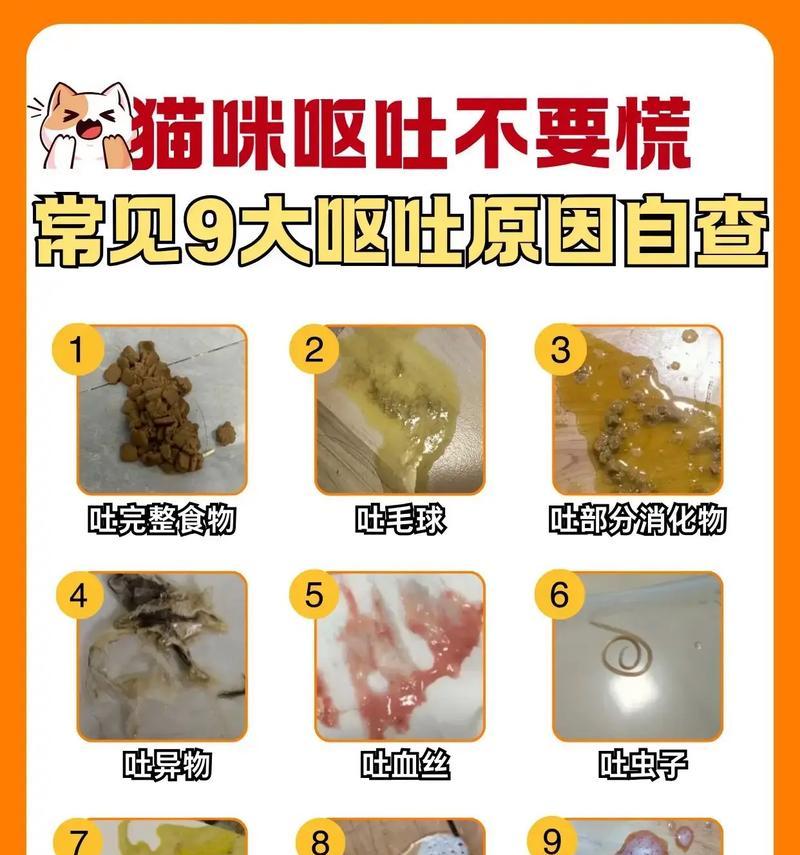 猫咪吃了猫粮后呕吐怎么办？可能的原因是什么？