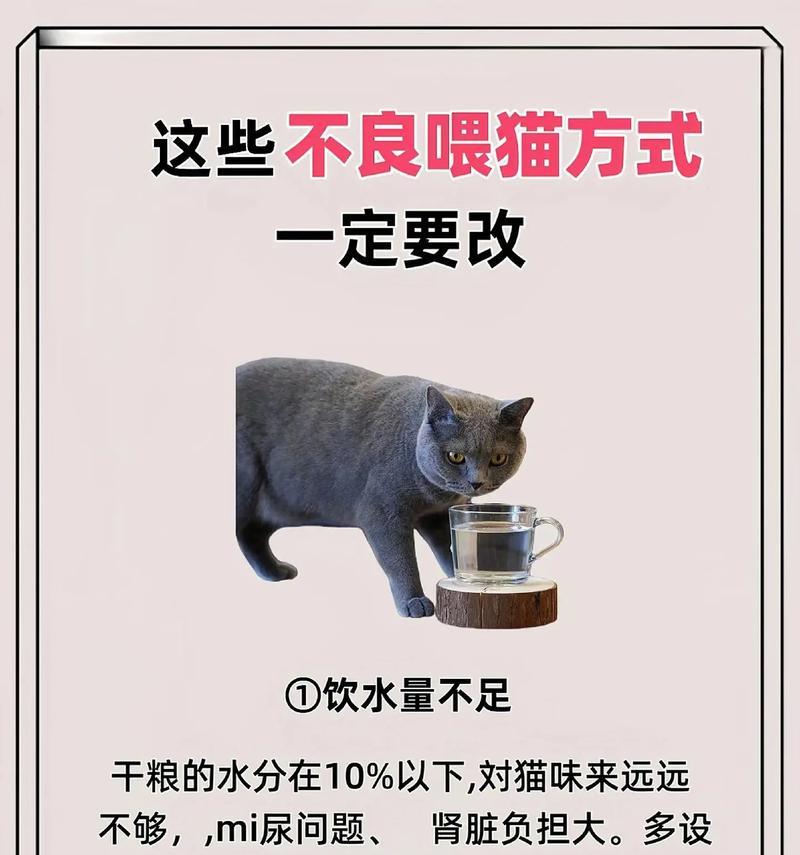 猫有猫粮还是抓纸怎么办？如何纠正猫咪的不良习惯？