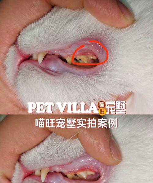 小猫误食猫粮中的石头该如何处理？