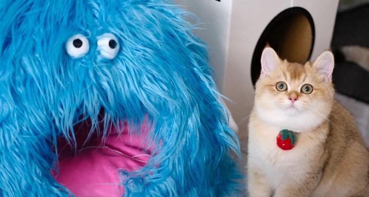 基韦斯特猫粮改名的原因是什么？