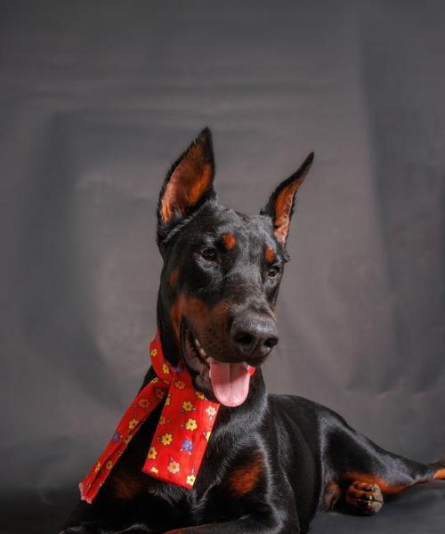 一个月大的杜宾犬最适合哪种狗粮？
