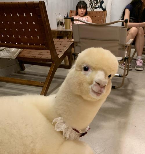 羊驼牙齿不对称是正常现象吗？