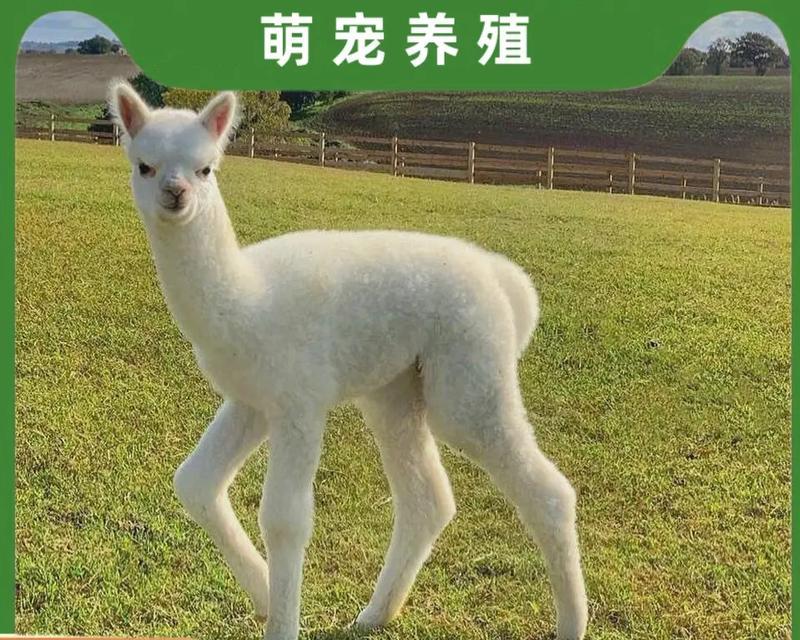 那只喜欢橘子的羊驼叫什么？