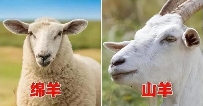 白羊座与羊驼有何相似之处？为何不是羊驼？
