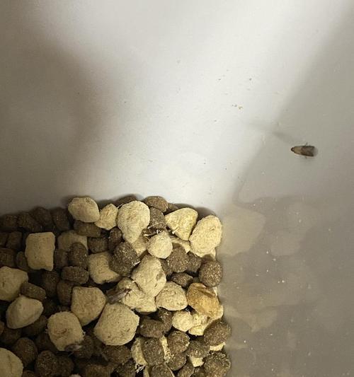 猫粮为什么会有飞虫？这种情况该如何处理？