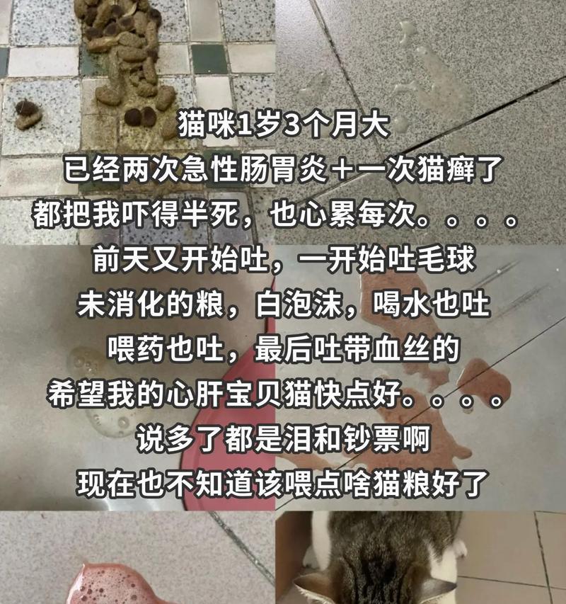 猫咪吐出猫粮并带有血迹是什么原因？应如何处理？
