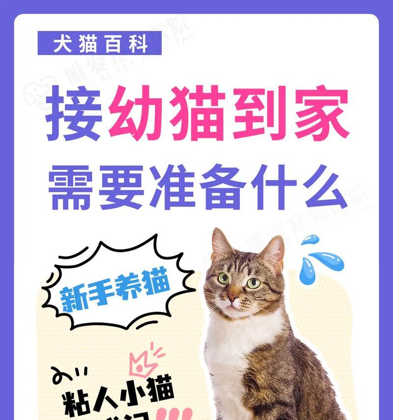 接猫回家后如何免费提供猫粮？有哪些方法？