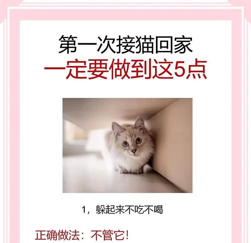 接猫回家后如何免费提供猫粮？有哪些方法？