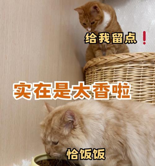 接猫回家后如何免费提供猫粮？有哪些方法？