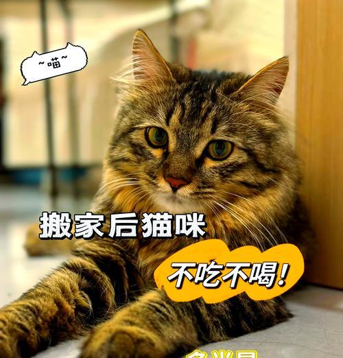 猫咪突然拒食猫粮是为什么？如何解决？