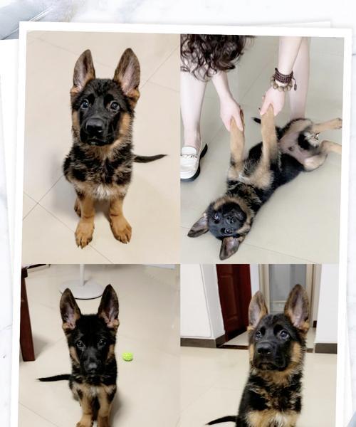 两个月的德牧狗多少斤？猫猫为什么不吃猫粮吃饭菜？