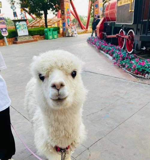 君主羊驼怎么抓宠物？抓捕羊驼时应该遵循哪些步骤？