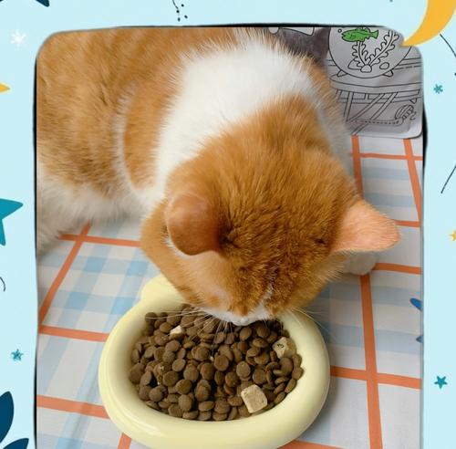 猫粮机对小猫不听话有帮助吗？如何处理？