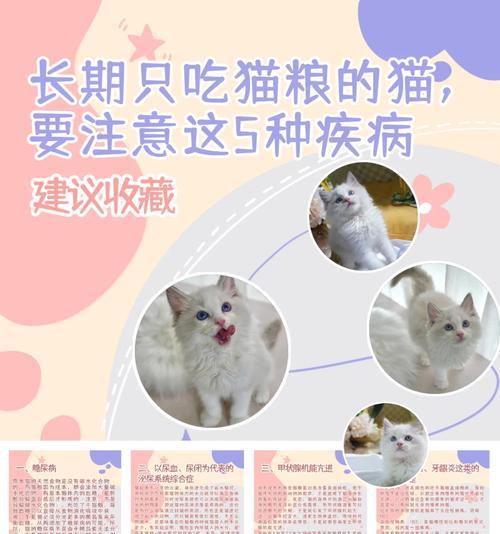 猫咪只吃猫粮为何不生病？健康秘诀何在？