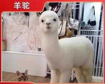 留长发的羊驼叫什么品种？拆开的猫粮怎么封口保存？
