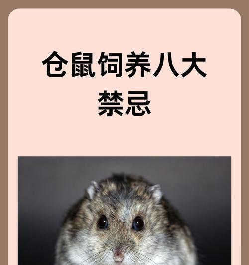 仓鼠可以吃猫粮吗？如何正确喂食仓鼠？