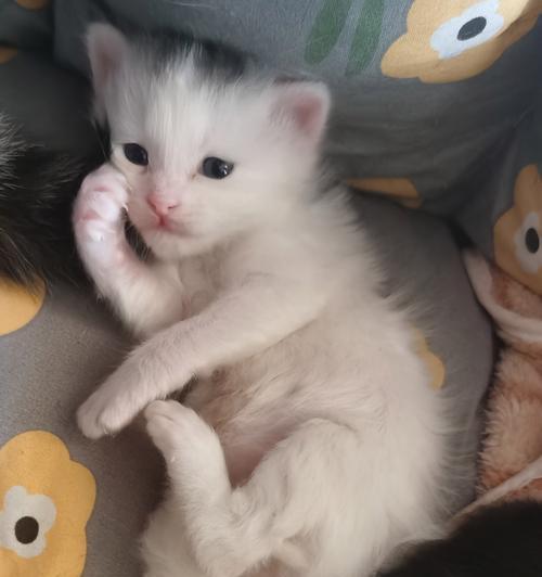 小猫吃了猫粮后陆续死亡是什么原因？如何预防这种情况？