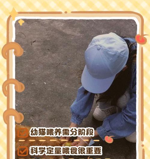 流浪猫怀孕吃猫粮有何影响？如何正确喂养？