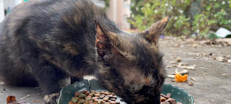 流浪猫怀孕吃猫粮有何影响？如何正确喂养？