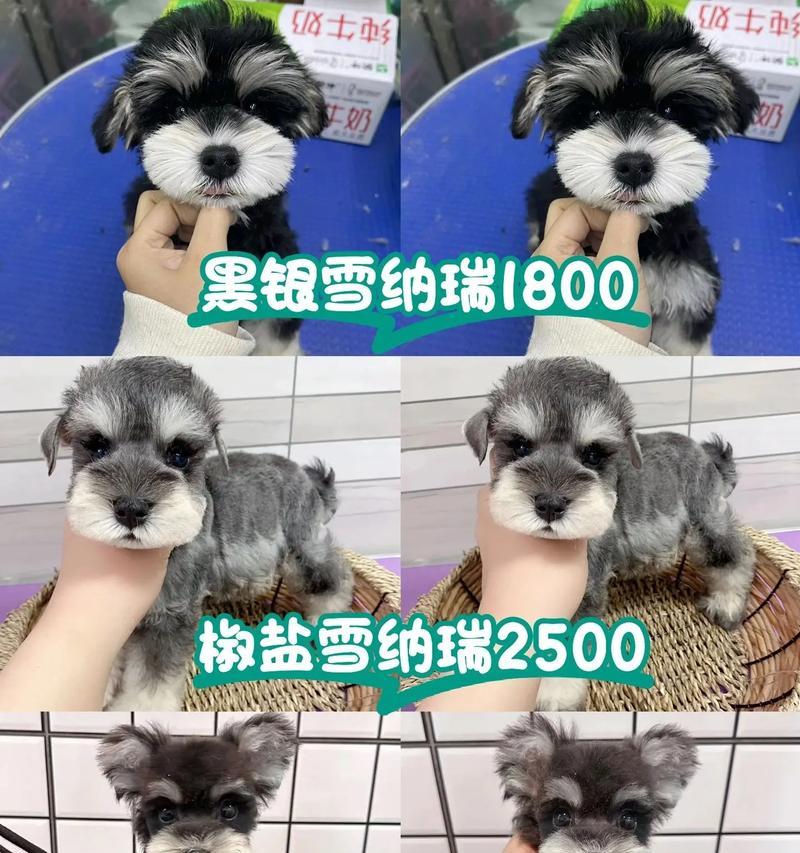 北京狗市雪纳瑞售价几何？购买时需考虑哪些因素？