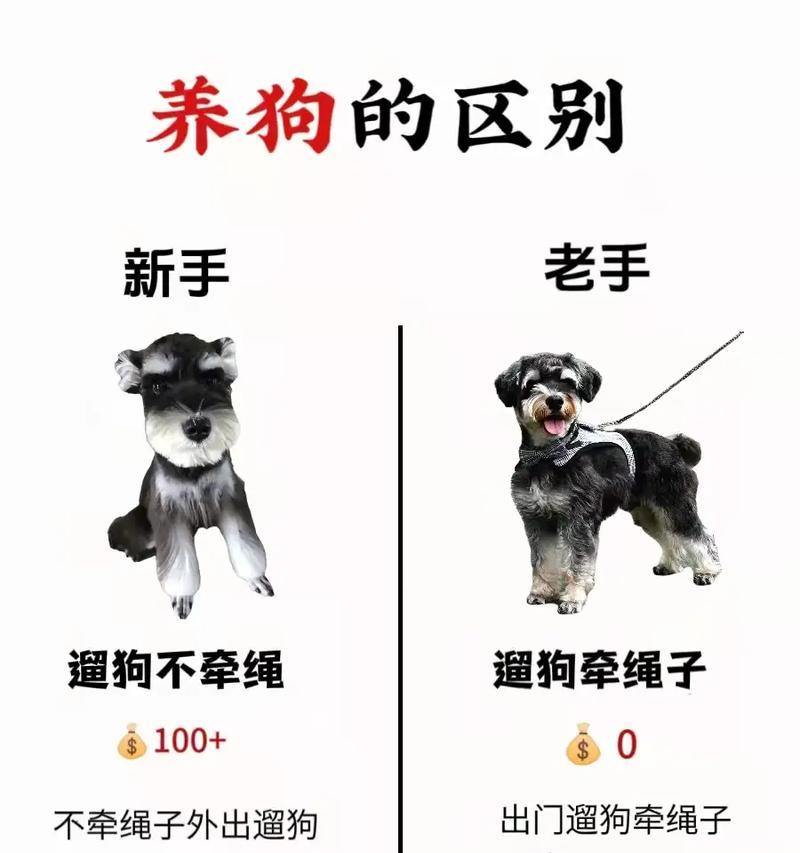 北京狗市雪纳瑞售价几何？购买时需考虑哪些因素？