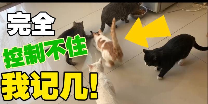 橘猫抢食行为背后的含义是什么？