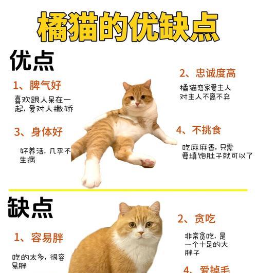 橘猫抢食行为背后的含义是什么？