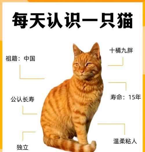 橘猫抢食行为背后的含义是什么？