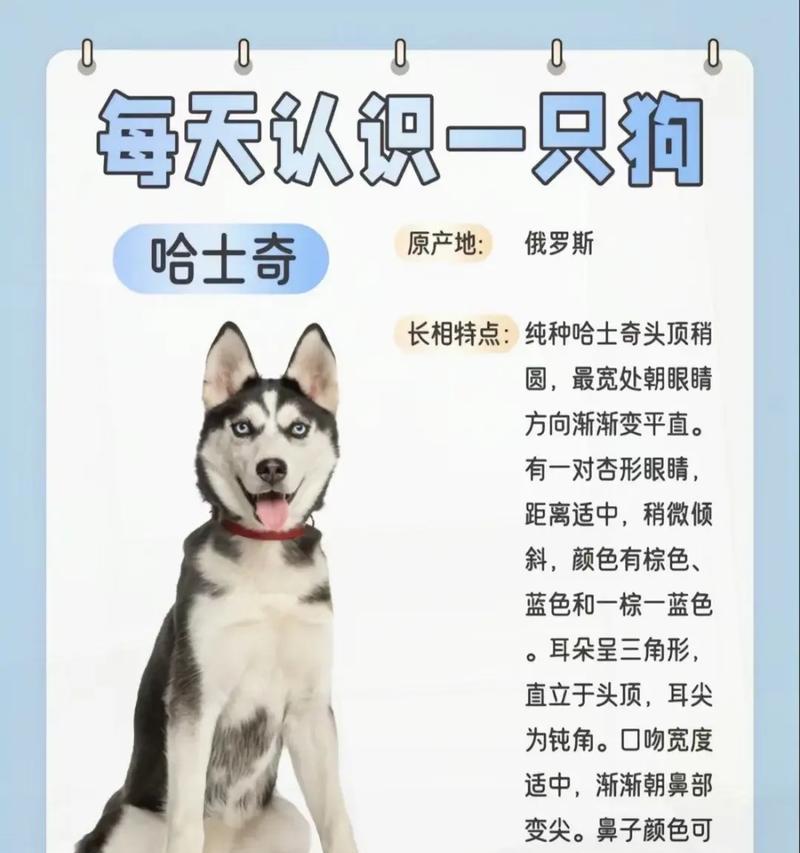 哈士奇被带回叙利亚会发生什么？叙利亚的环境对哈士奇有何影响？