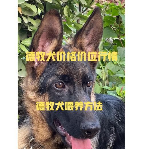 广州买德牧幼犬多少钱啊？德牧幼犬的市场价是多少？