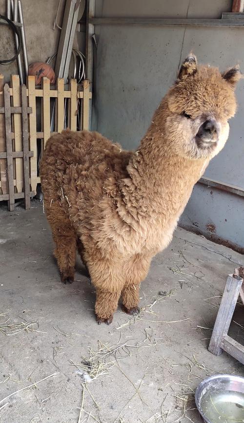 羊驼苗是什么植物类型？羊驼苗的生长环境和特点是什么？