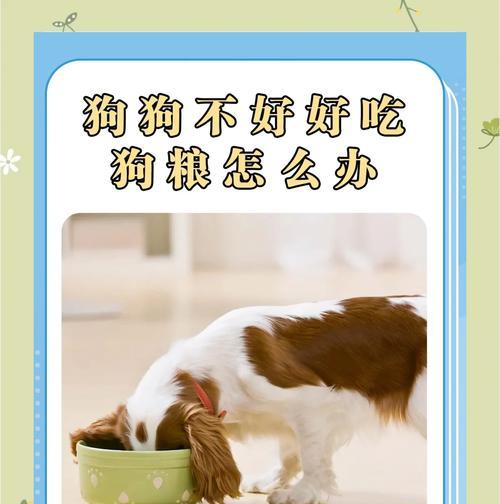 狗狗吃了自制狗粮就不吃狗粮了怎么办？如何调整饮食习惯？