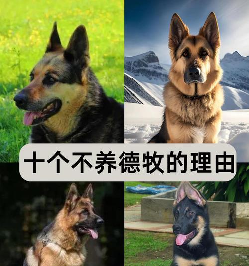 德牧大体母狗的理想体重是多少？