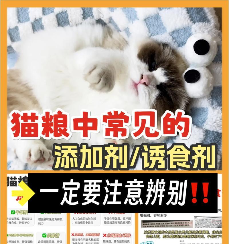 如何从香港购买猫粮带回大陆？需要注意哪些事项？