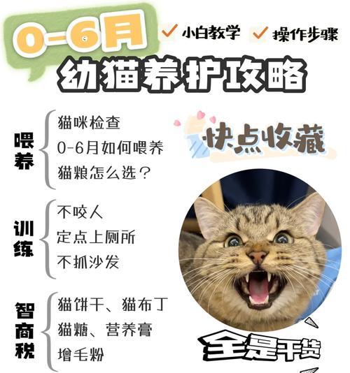 多只猫咪如何合理分配猫粮？有哪些喂养技巧？
