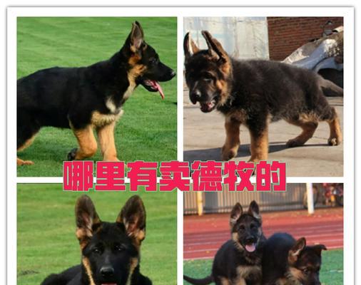 母德牧绝育手术的费用是多少？