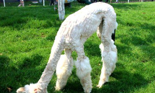 泰迪犬中类似羊驼的品种是什么？它们有何特点？