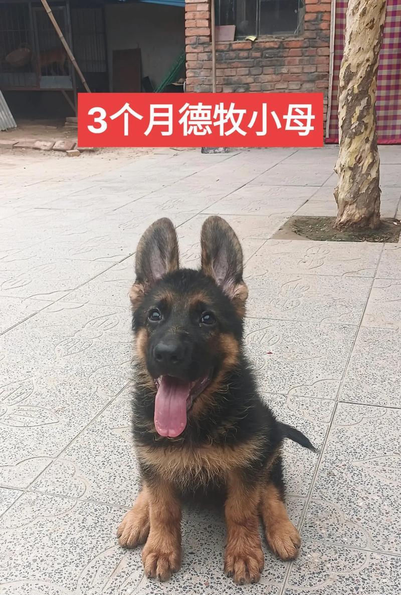 永顺县德牧幼犬售价是多少？