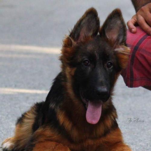 永顺县德牧幼犬售价是多少？