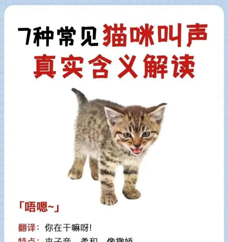 猫粮后猫咪持续叫唤是何原因？
