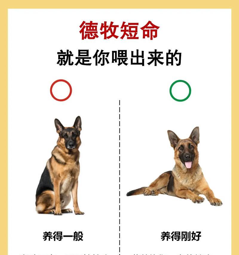德牧每天的饮食成本大概是多少？