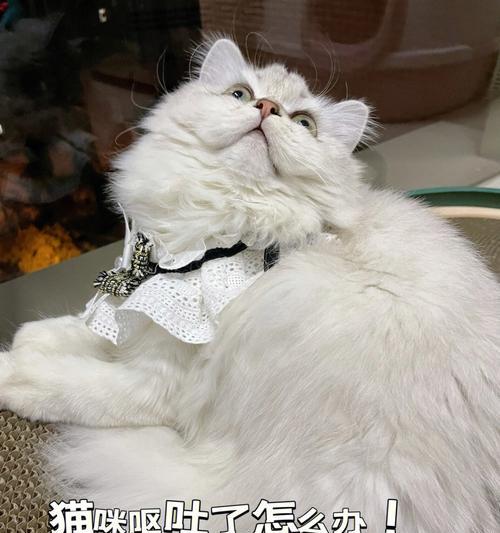 猫咪吃了整粒猫粮后呕吐怎么办？是否需要就医？