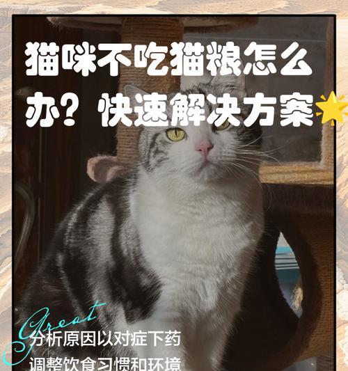 猫咪不吃地上的猫粮应该怎么办？