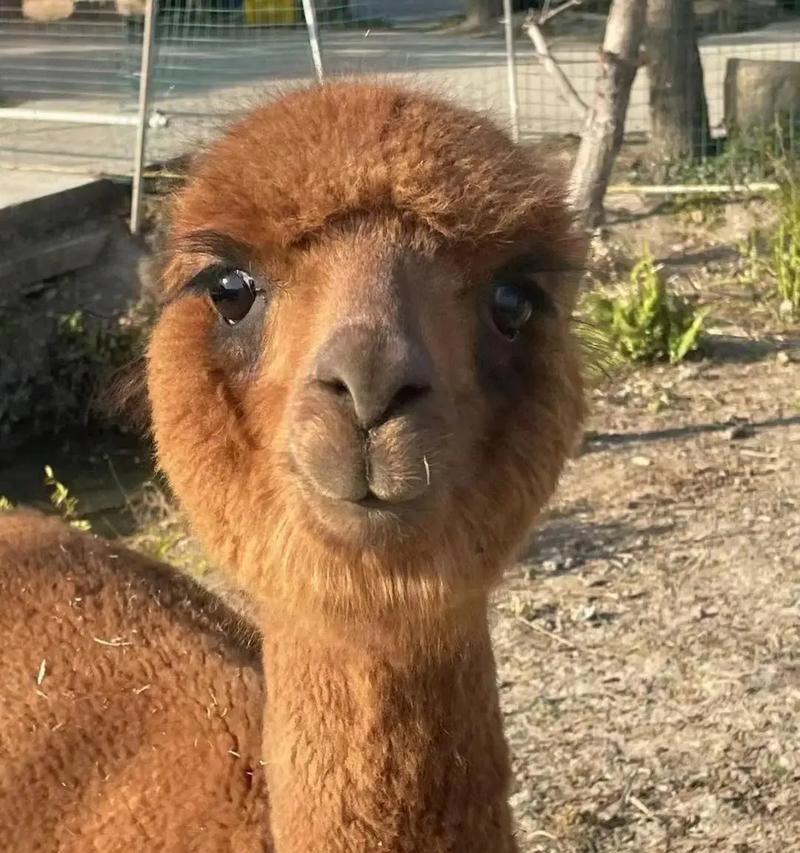 羊驼吃草边嚼边反刍是为什么？这种行为有何特殊含义？