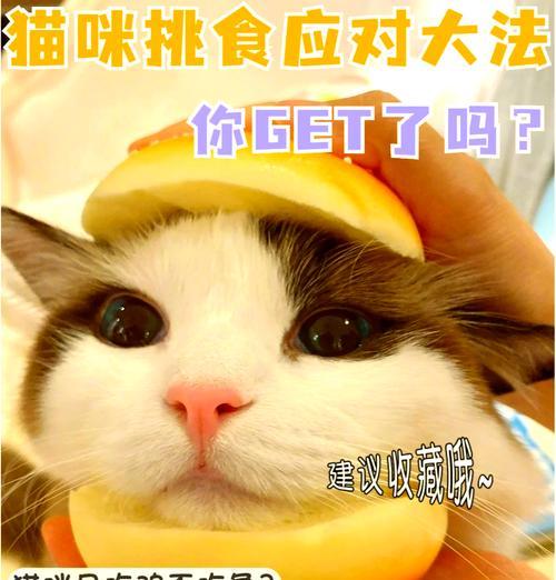 猫挑食就是不吃猫粮怎么办？解决猫咪挑食的方法有哪些？