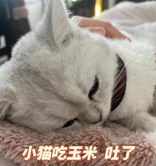 猫吃猫粮为什么有嘎嘣嘎嘣的声音？这种声音是否正常？